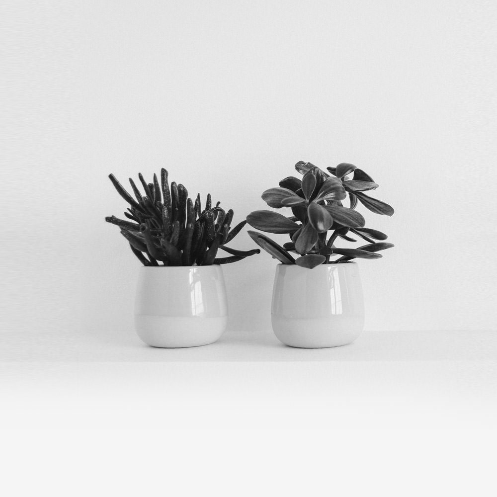 Tiger<br />by Filippo Bassi